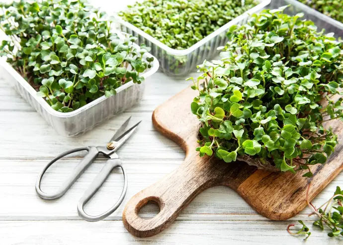 Microgreens Home Growing Kit