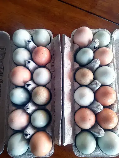 Farm-Fresh Eggs