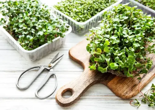 Microgreens Home Growing Kit