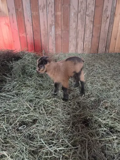 🐐 Reserve Your Goat — Now Taking Requests! 🐐