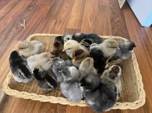 Unsexed day old chicks(SPRING ITEM)